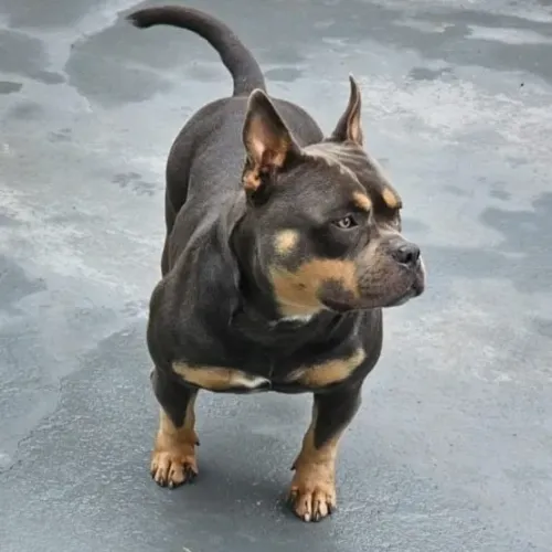American Bully Macho Tri Blue para cobertura com pedigree