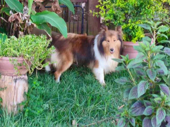 Mini Collie Macho