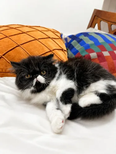 Gato persa