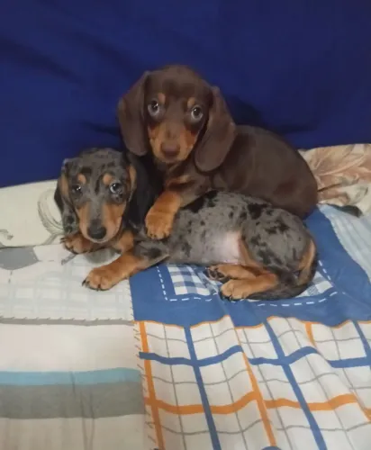 Filhotes dachshund miniatura