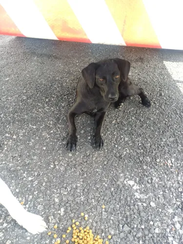 [DOAÇÃO] [ABANDONADOS]