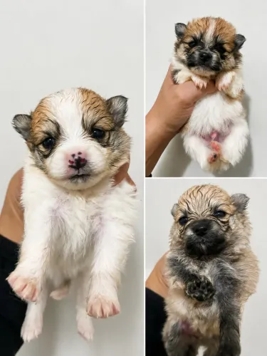 Lulu da pomerania machos