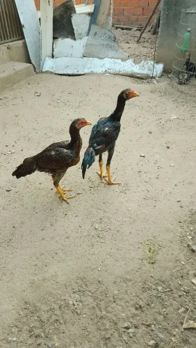 Casal de frango mura 