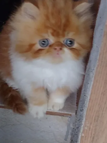 Gato persa