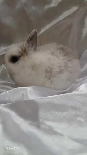 Mini Coelho nertland