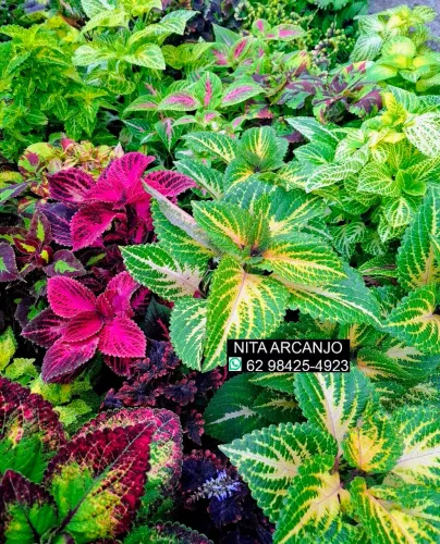 Vendemos de plantas coleus 