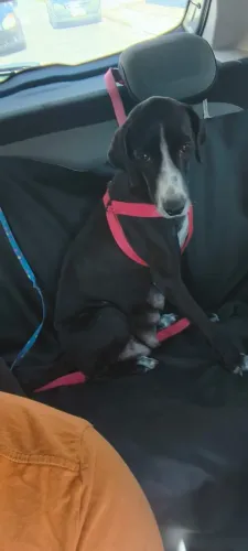 Doacao de linda cadelinha