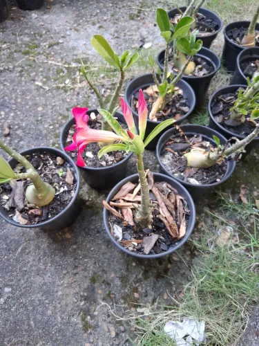 ROSAS