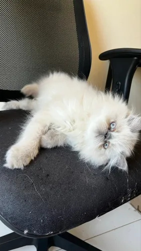 Gato persa