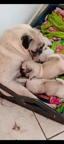 Pug,na promoção 
