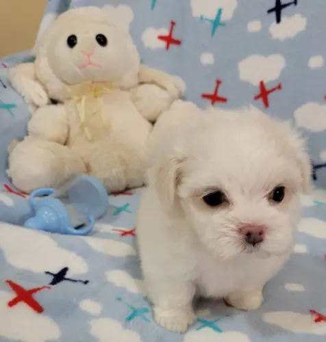 Lindos Malteses padrão mini