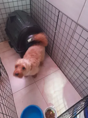 Cachorrinho macho 