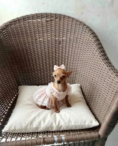 Pinscher (zero) fêmea caramelo