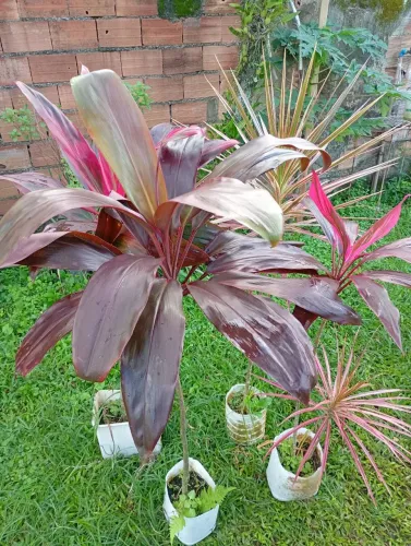 Plantas