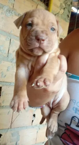 Cachorro