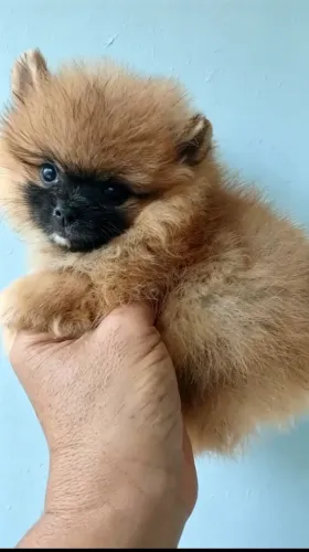 Filhote de Lulu da pomerãnia tamanho anão com pedigree CBKC compre com responsabilidade!