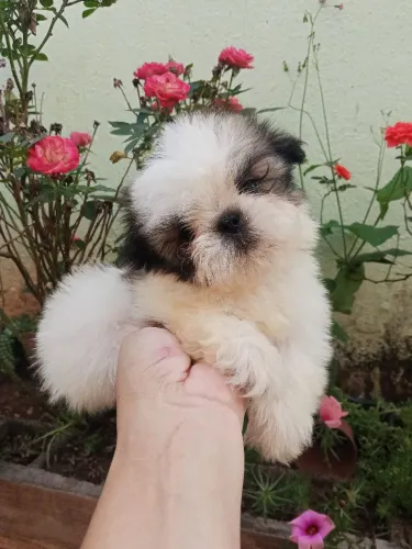 Mini Shih Tzu