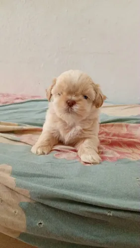 Shihtzu femea focinho chocolate