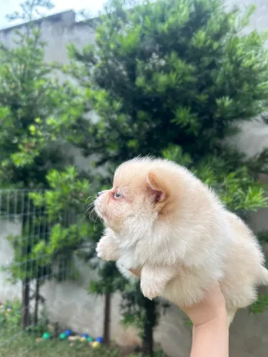 spitz alemão/lulu da pomerania