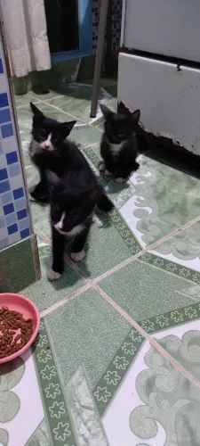 Doa-se gatinhos