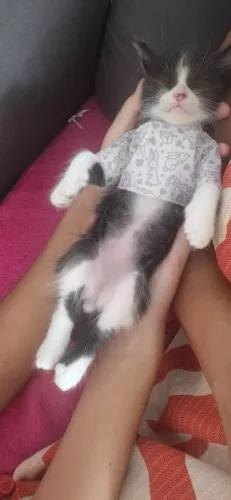Gato filhotes para doação