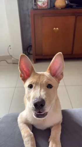 DOAÇÃO DE CHOW CHOW CASTRADA