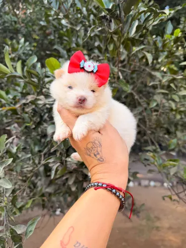 Lulu pomerana