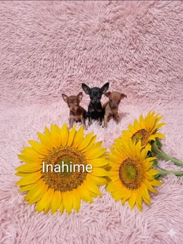 Feminhas e machinho filhotinhos de pinscher miniatura. Prontinhos pra realizar seu sonho 