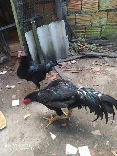 Galo de raça preto