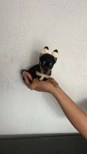 Pinche macho e fêmea últimos da ninhada 