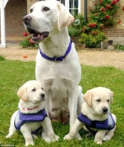 Labrador Retriever - Um Parceiro Para Dividir A Vida