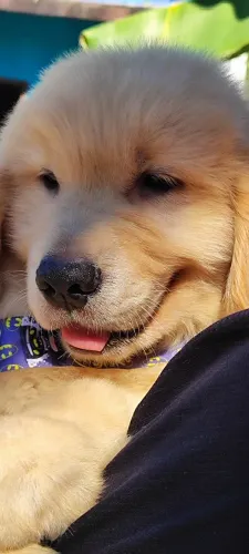 Fêmea e macho Golden Retriever disponível 