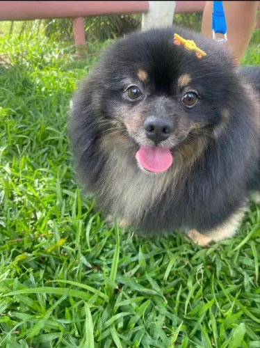 Spitz alemão com pedigrees