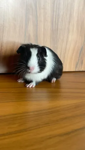 Porquinho da índia machinho preto e branco