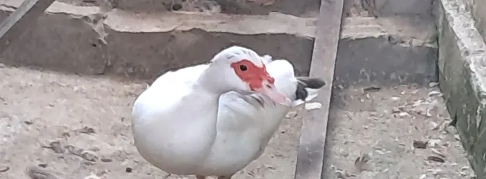 Pata