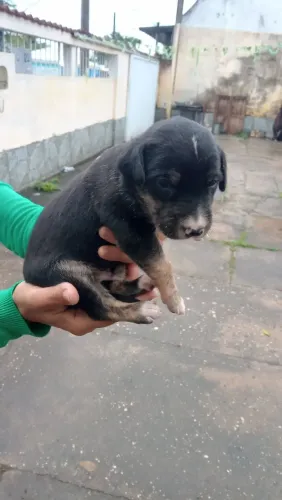 Lindos Filhotes para doação