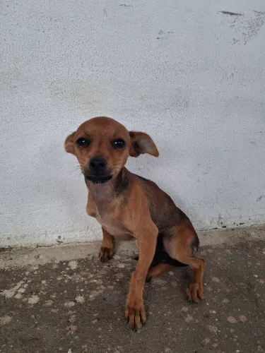 Vende-se filhotes de cachorro pinsher