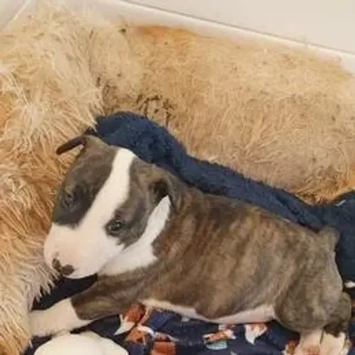Bull Terrier,Bull Terrier Filhote Disponível Alta Qualidade