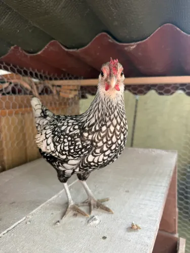 Galinha Sebright prata 