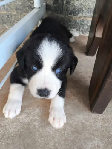Border Collie