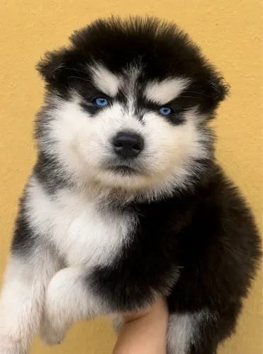 Husky pelagem Wooly