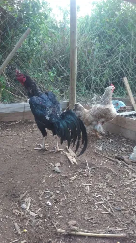 Galo indio