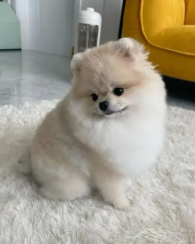 Filhote Spitz Alemão, Leve para casa um cachorrinho e ganhe amor para sempre!
