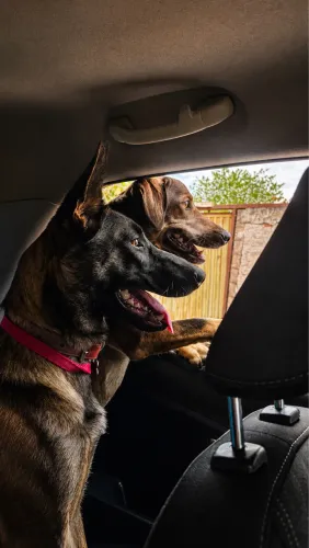 Doa-se Pastor belga malinois