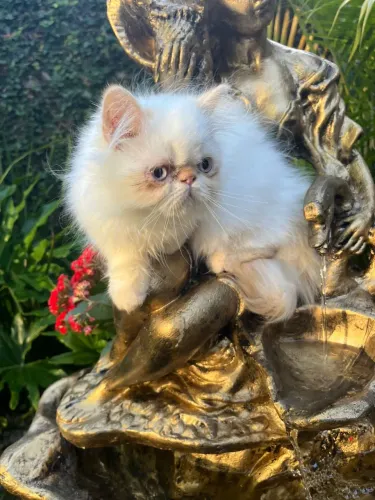 Gato persa pedigree 