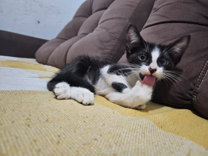 Gato macho para adoção 