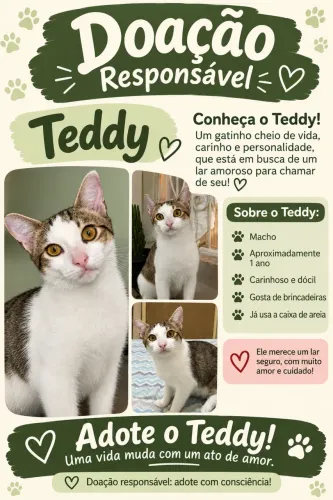 Doação de Gato