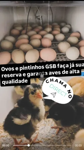GSB