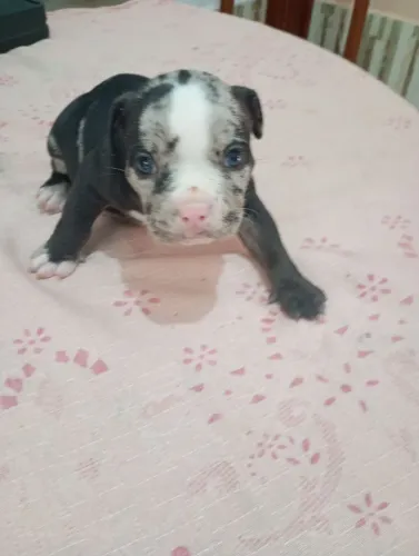 Lindos filhotes de American bully 