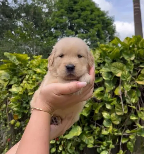 Golden Retriever - Qualidade e Muito Amor